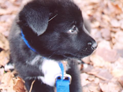 J5 - 9 weeks